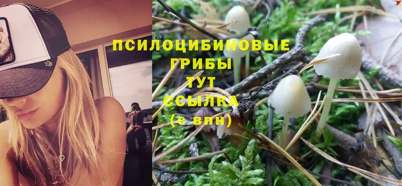 Галлюциногенные грибы Psilocybe  закладка  Старый Оскол 